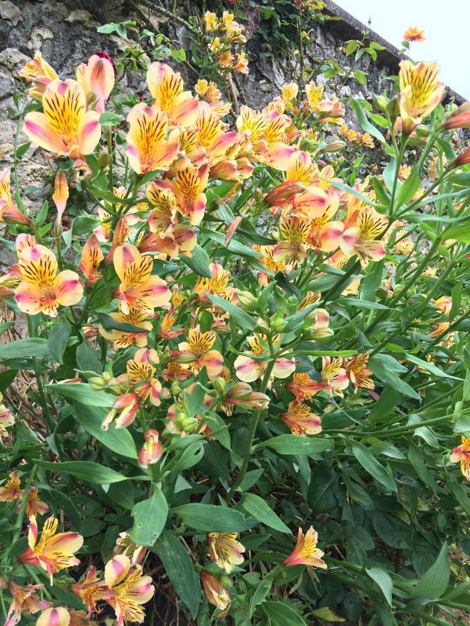 La Tour De Saint Cyr Bed & Breakfast Bagian luar foto